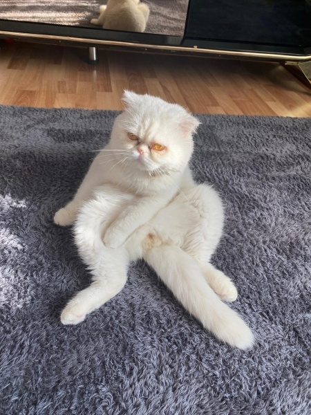 İran Kedisi (Persian), Kedi  bulut fotoğrafı