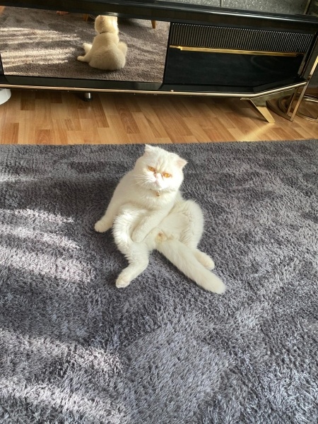 İran Kedisi (Persian), Kedi  bulut fotoğrafı