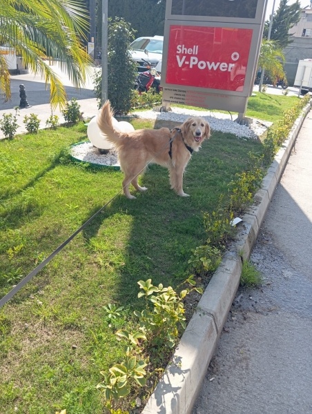 Golden Retriever, Köpek  Luck fotoğrafı