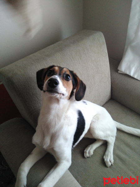 Sokö (Sokak Köpeği), Köpek  Gofret  fotoğrafı