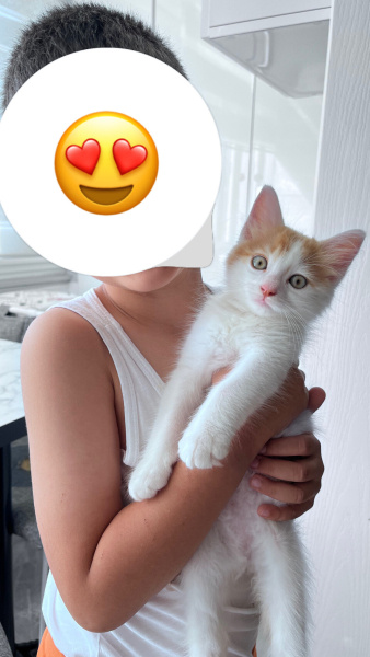 Tekir Kedi, Kedi  Cookie fotoğrafı