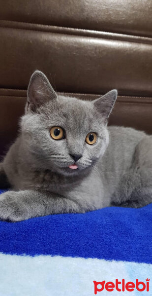 British Shorthair, Kedi  Ragnar fotoğrafı