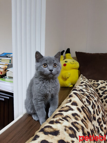 British Shorthair, Kedi  Ragnar fotoğrafı