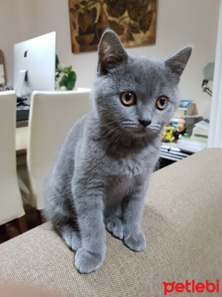 British Shorthair, Kedi  Ragnar fotoğrafı