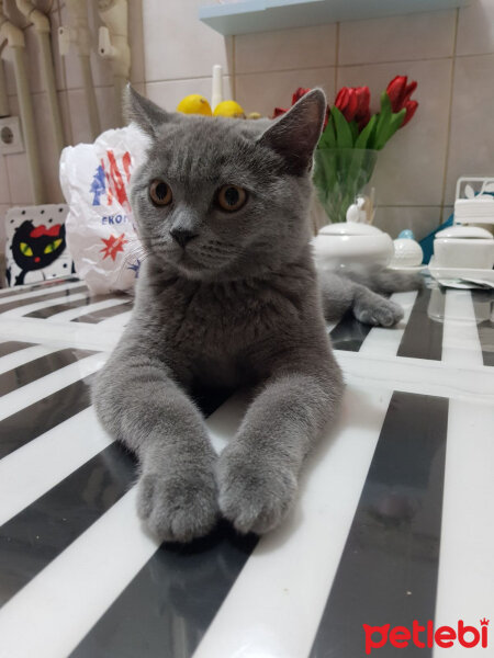 British Shorthair, Kedi  Ragnar fotoğrafı