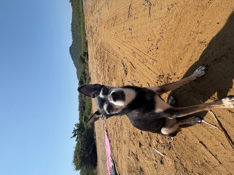 Pointer, Köpek  Roti fotoğrafı