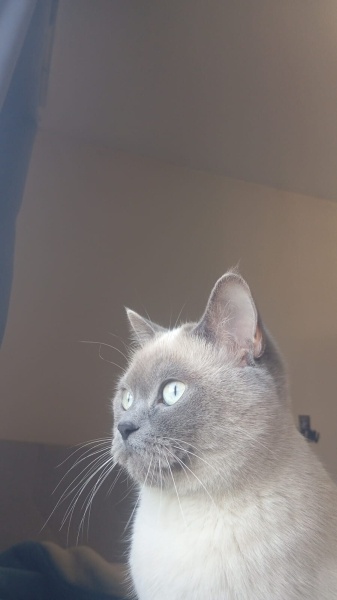 Siyam Kedisi, Kedi  Hera fotoğrafı