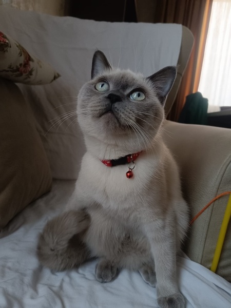 Siyam Kedisi, Kedi  Hera fotoğrafı