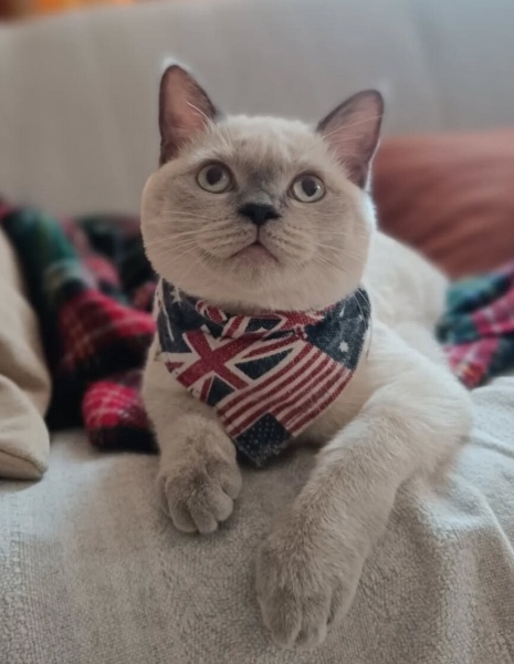 Siyam Kedisi, Kedi  Hera fotoğrafı