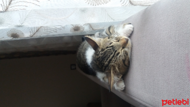 Tekir Kedi, Kedi  Şapşik fotoğrafı