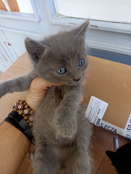 British Shorthair, Kedi  İsmi yok fotoğrafı