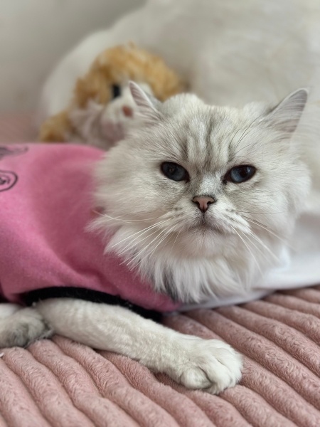 British Shorthair, Kedi  Sütlaç fotoğrafı