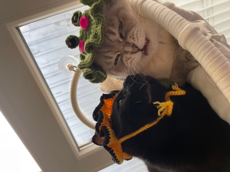 Scottish Fold, Kedi  Leydi fotoğrafı