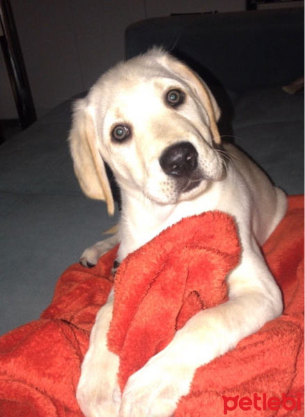 Labrador Retriever, Köpek  LEO fotoğrafı