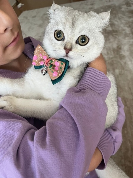 British Shorthair, Kedi  Bihter fotoğrafı
