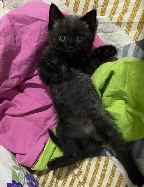 British Shorthair, Kedi  Gece fotoğrafı