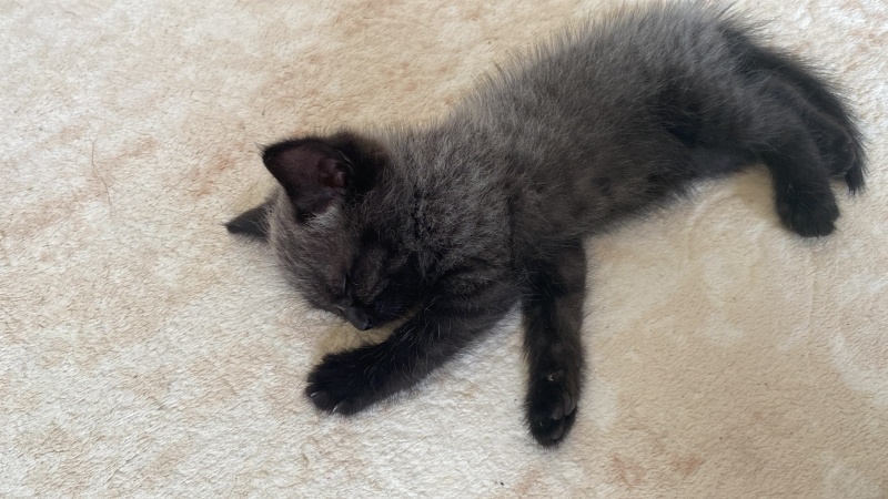 British Shorthair, Kedi  Gece fotoğrafı