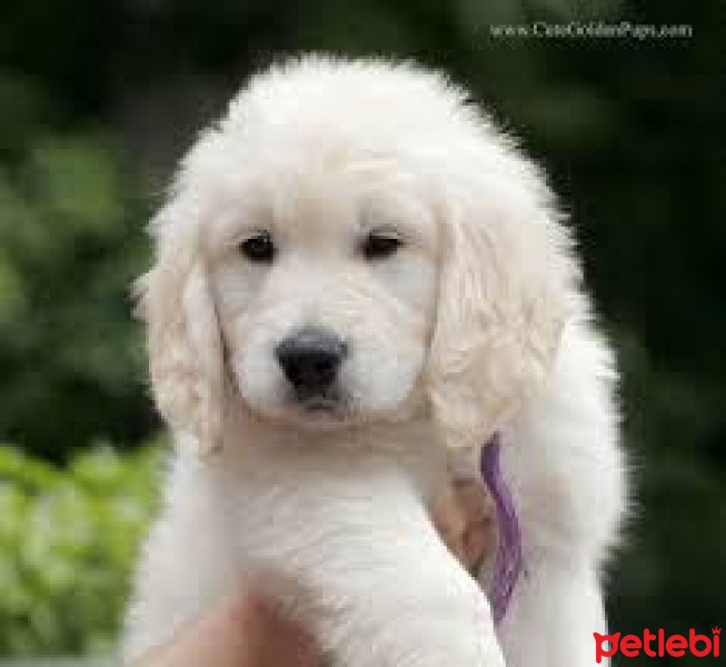 Golden Retriever, Köpek  Rose fotoğrafı