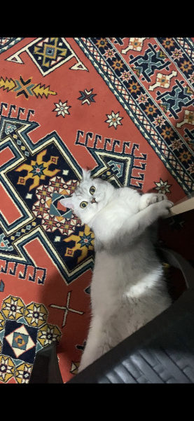 British Shorthair, Kedi  GOFRET fotoğrafı