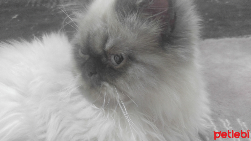 İran Kedisi (Persian), Kedi  Şeri fotoğrafı