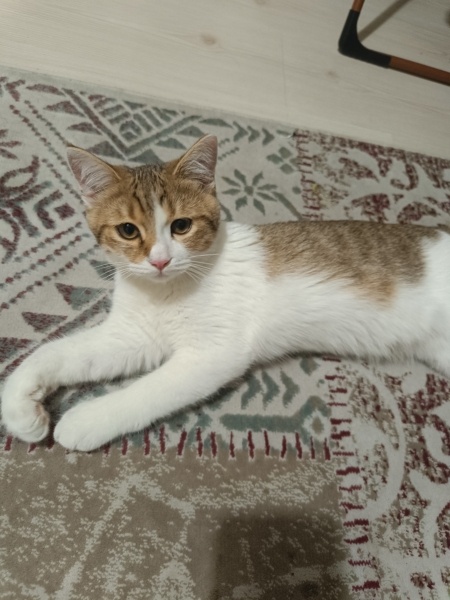 Ankara Kedisi, Kedi  Pamuk fotoğrafı