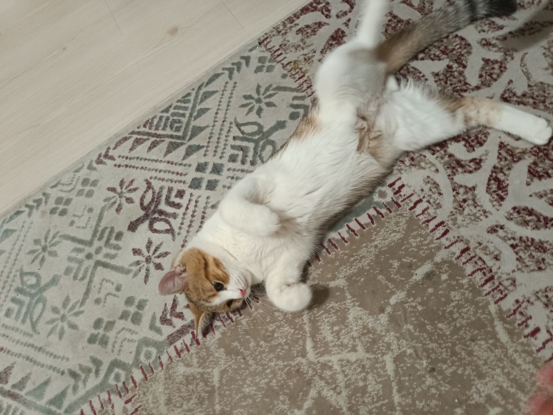Ankara Kedisi, Kedi  Pamuk fotoğrafı