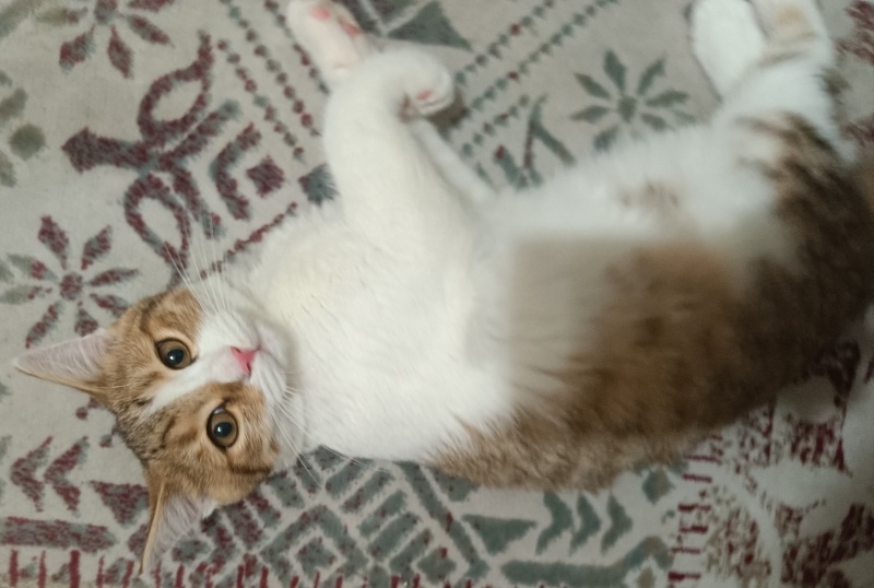 Ankara Kedisi, Kedi  Pamuk fotoğrafı