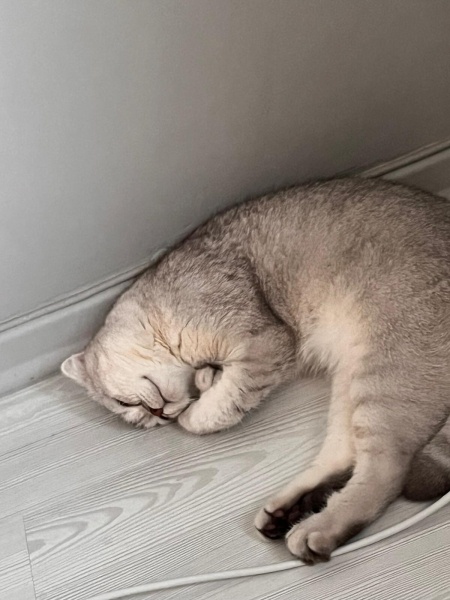 Scottish Fold, Kedi  Leo fotoğrafı