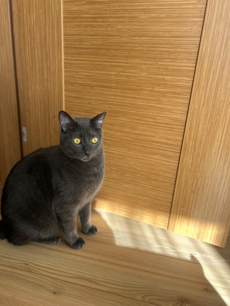 Tekir Kedi, Kedi  Arap fotoğrafı