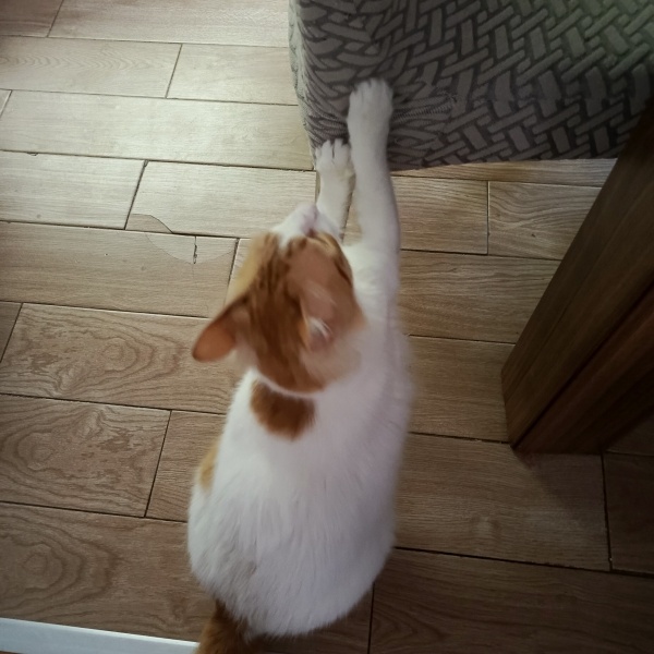 Norwegian Forest, Kedi  Bayram efe fotoğrafı