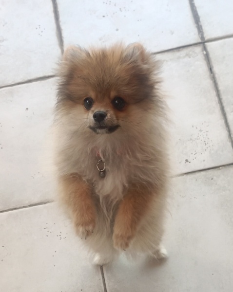 Pomeranyalı, Köpek  Mia fotoğrafı