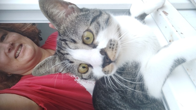 Tekir Kedi, Kedi  Şanslı fotoğrafı