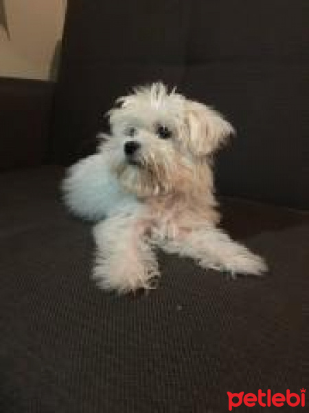 Maltese, Köpek  Cindy fotoğrafı
