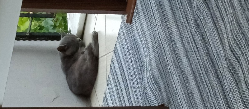 British Shorthair, Kedi  Bücür fotoğrafı