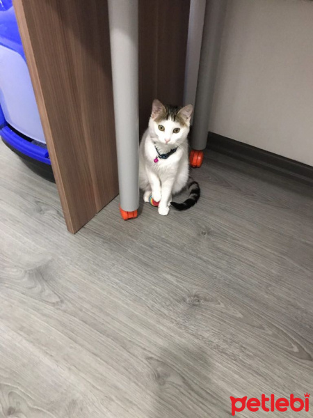 Tekir Kedi, Kedi  Miya fotoğrafı
