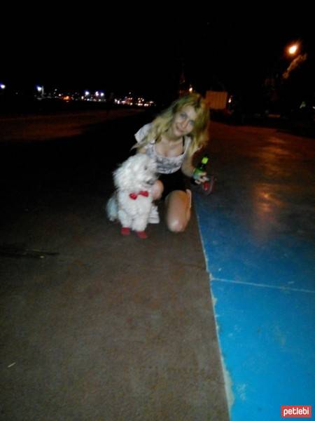 Maltese, Köpek  paşa fotoğrafı