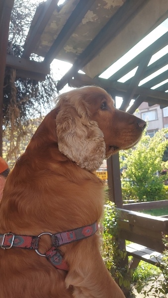 Amerikan Cocker Spaniel, Köpek  Samba fotoğrafı