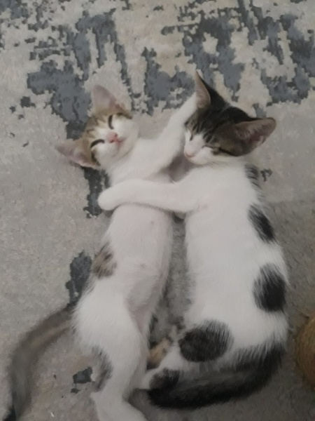 Tekir Kedi, Kedi  şanşlı fotoğrafı