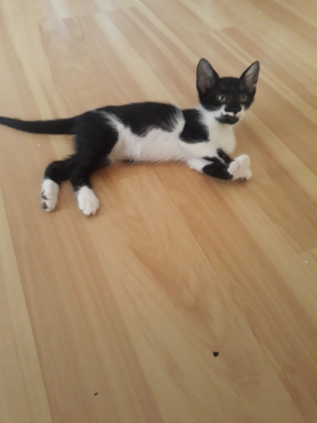 Tekir Kedi, Kedi  şanşlı fotoğrafı