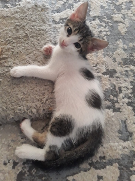 Tekir Kedi, Kedi  şanşlı fotoğrafı