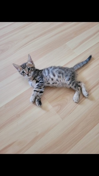 Tekir Kedi, Kedi  şanşlı fotoğrafı