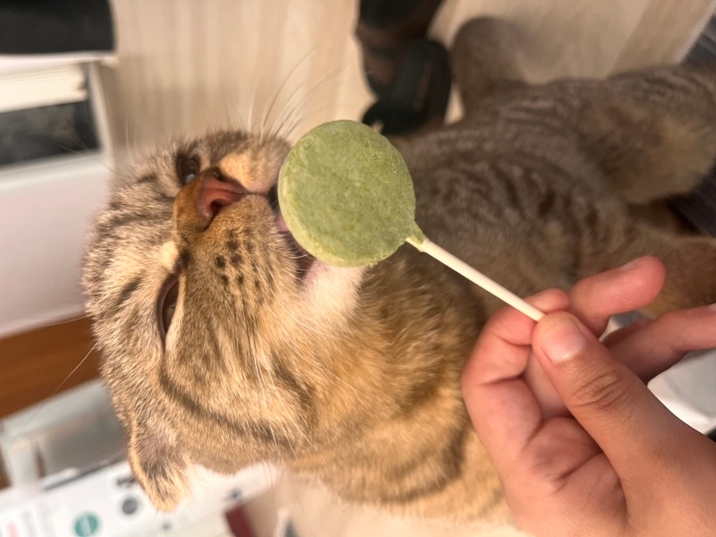 British Shorthair, Kedi  badem fotoğrafı