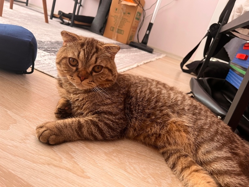 British Shorthair, Kedi  badem fotoğrafı