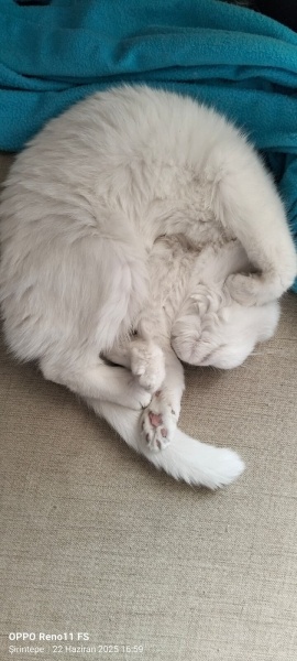 Scottish Fold, Kedi  Pina fotoğrafı