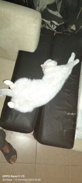 Scottish Fold, Kedi  Pina fotoğrafı
