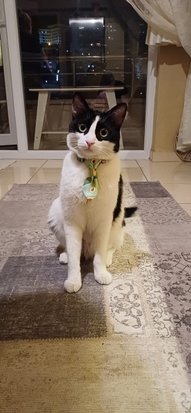 Tuxedo (Smokin) Kedi, Kedi  Simbati fotoğrafı