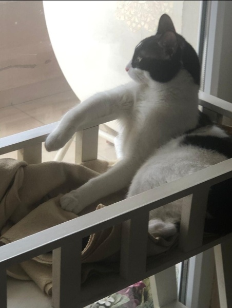 Tuxedo (Smokin) Kedi, Kedi  Simbati fotoğrafı