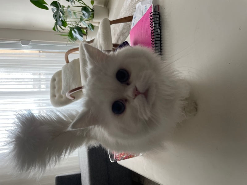 Chinchilla, Kedi  Bücür fotoğrafı