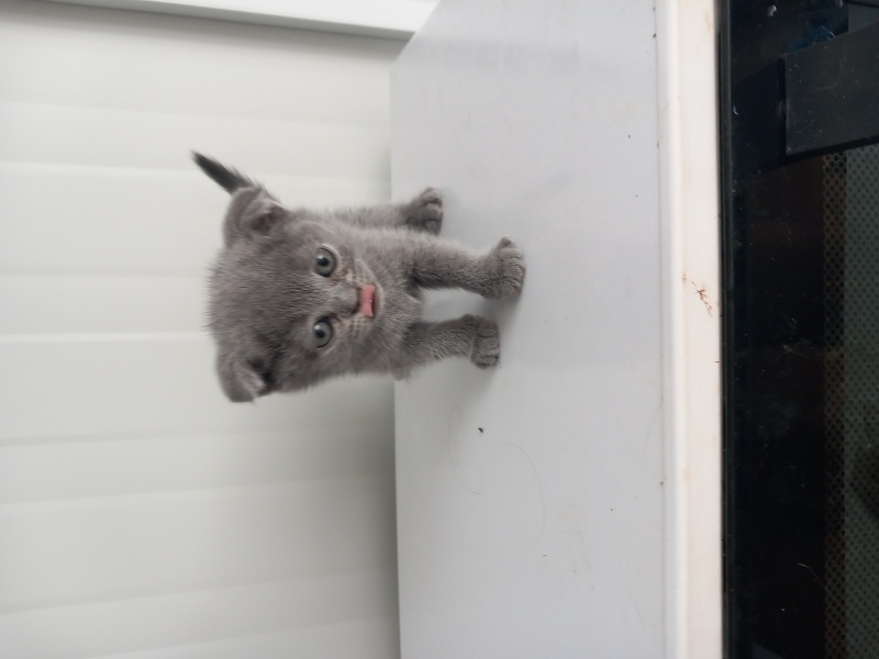 Scottish Fold, Kedi  8 yavru sahiplendirilecek fotoğrafı
