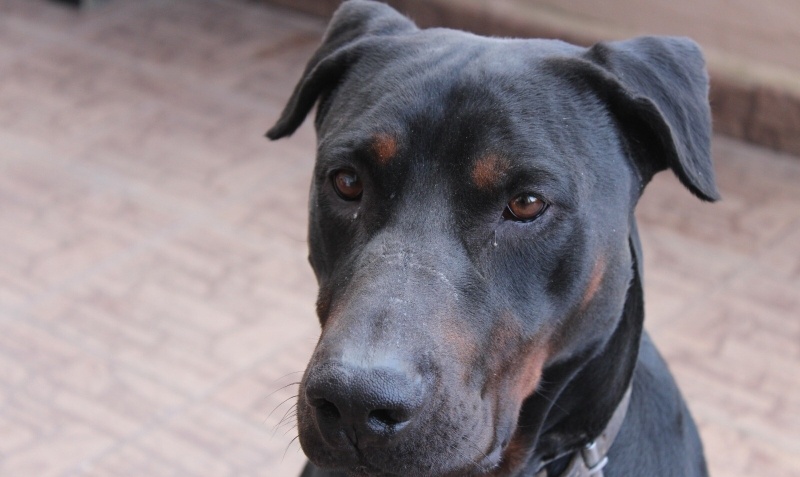 Doberman Pinscher, Köpek  Pascal fotoğrafı